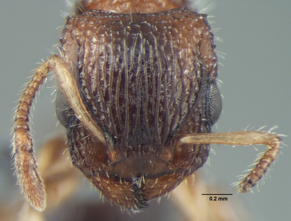 Dilobocondyla propotriangulatus frontal