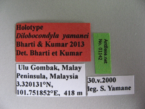 Dilobocondyla yamanei label