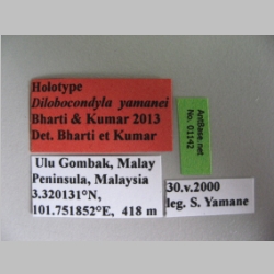 Dilobocondyla yamanei Bharti & Kumar, 2013 label