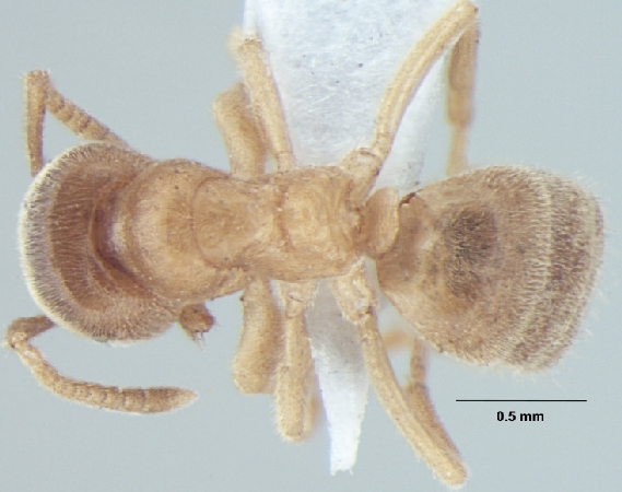 Lasius elevatus major dorsal