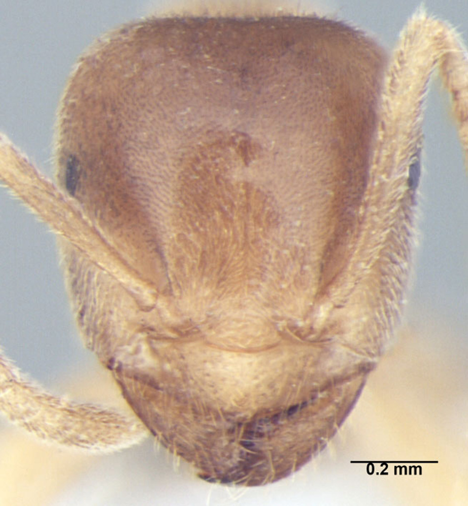 Lasius elevatus major frontal