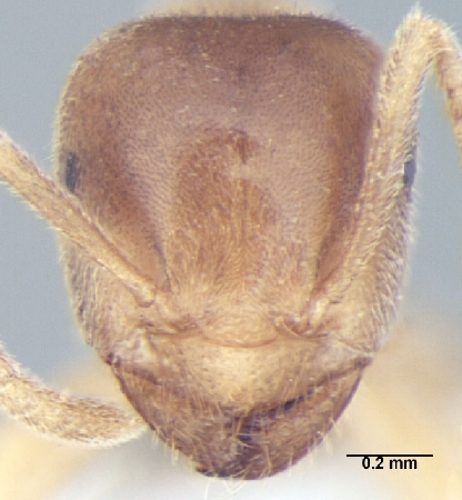 Lasius elevatus major frontal