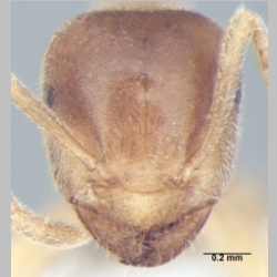 Lasius elevatus major Bharti & Gul 2013 frontal