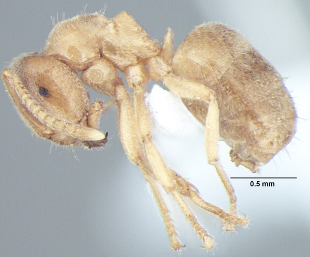 Lasius elevatus major lateral