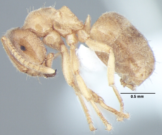 Lasius elevatus major lateral