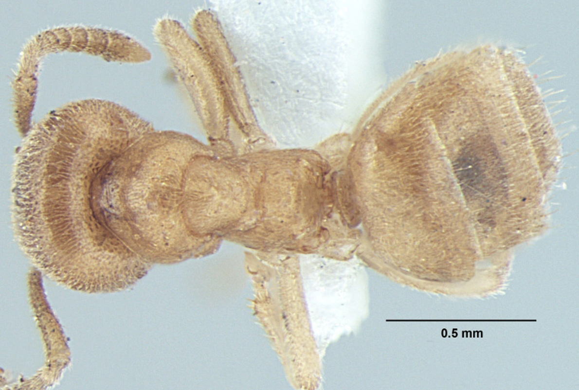 Lasius elevatus minor dorsal