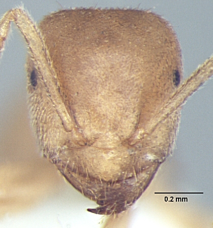 Lasius elevatus minor frontal