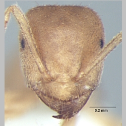 Lasius elevatus minor  Bharti & Gul 2013 frontal