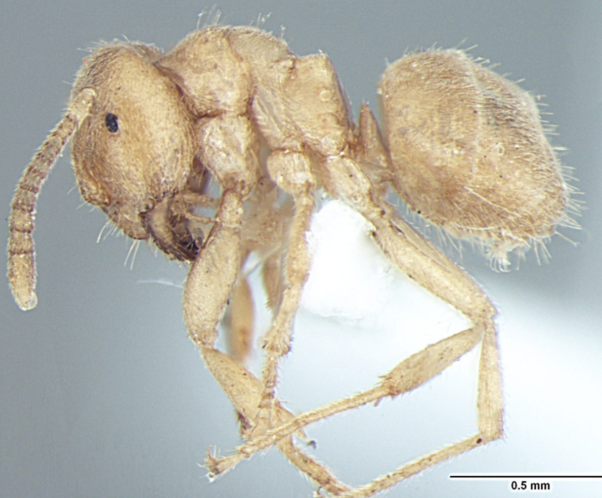 Lasius elevatus minor lateral