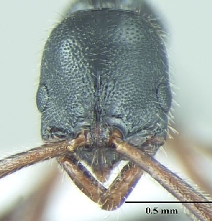 Leptogenys lattkei frontal