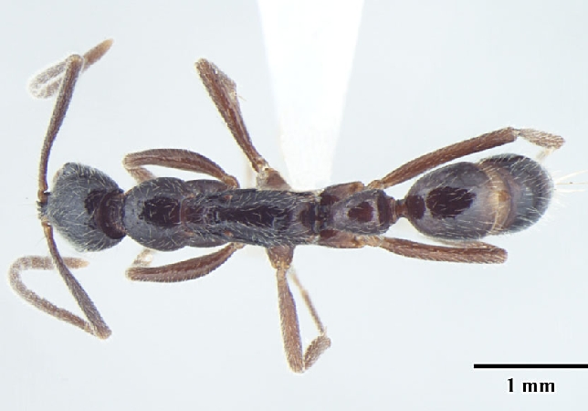 Leptogenys transitionis dorsal