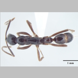 Leptogenys transitionis Bharti & Wachkoo, 2013 dorsal