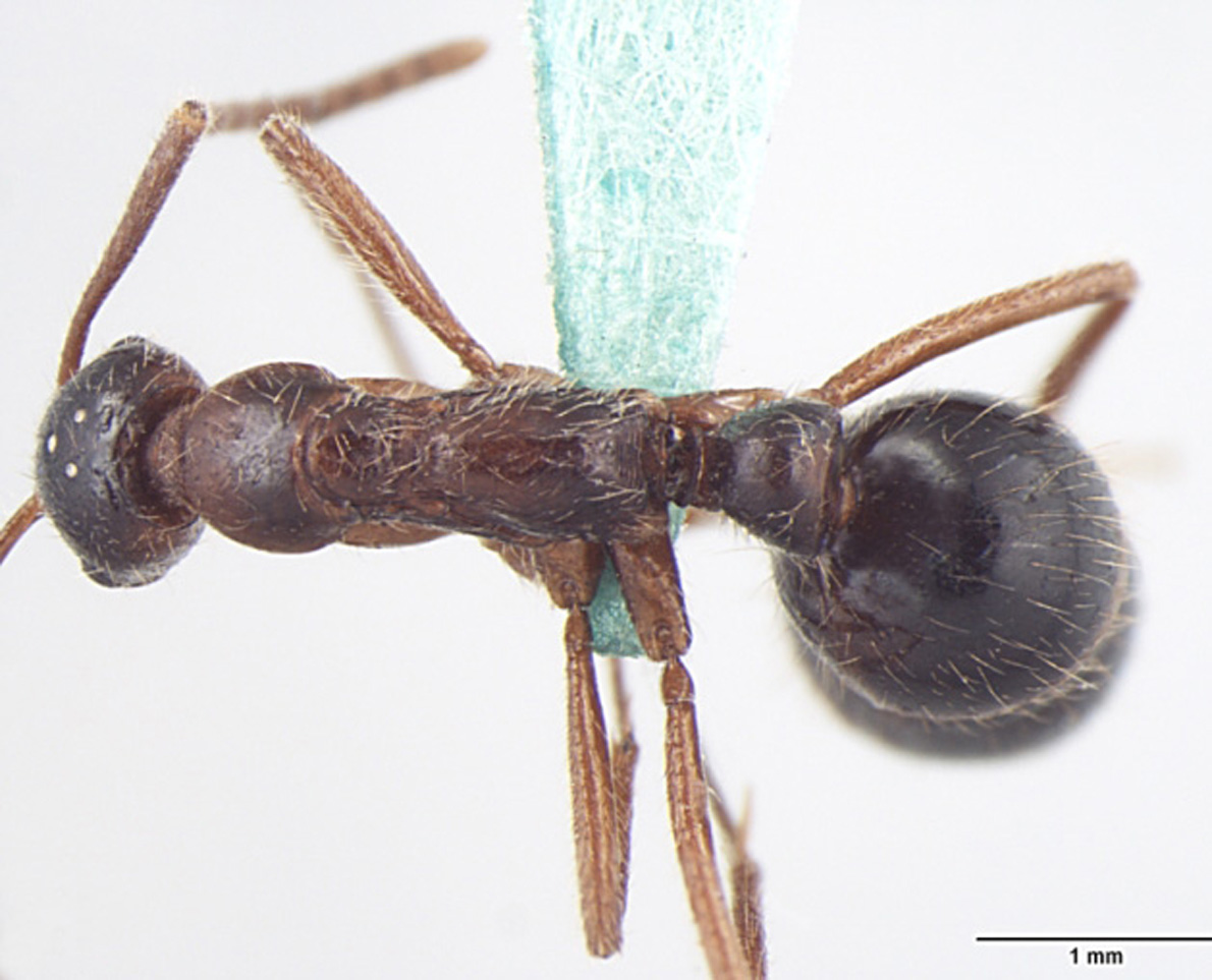 Leptogenys transitionis ergatogyne dorsal