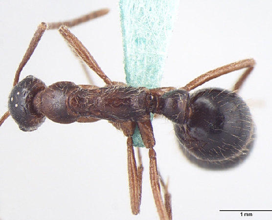 Leptogenys transitionis ergatogyne dorsal