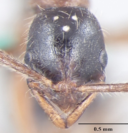 Leptogenys transitionis ergatogyne frontal