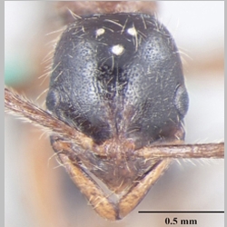 Leptogenys transitionis ergatogyne Bharti & Wachkoo, 2013 frontal