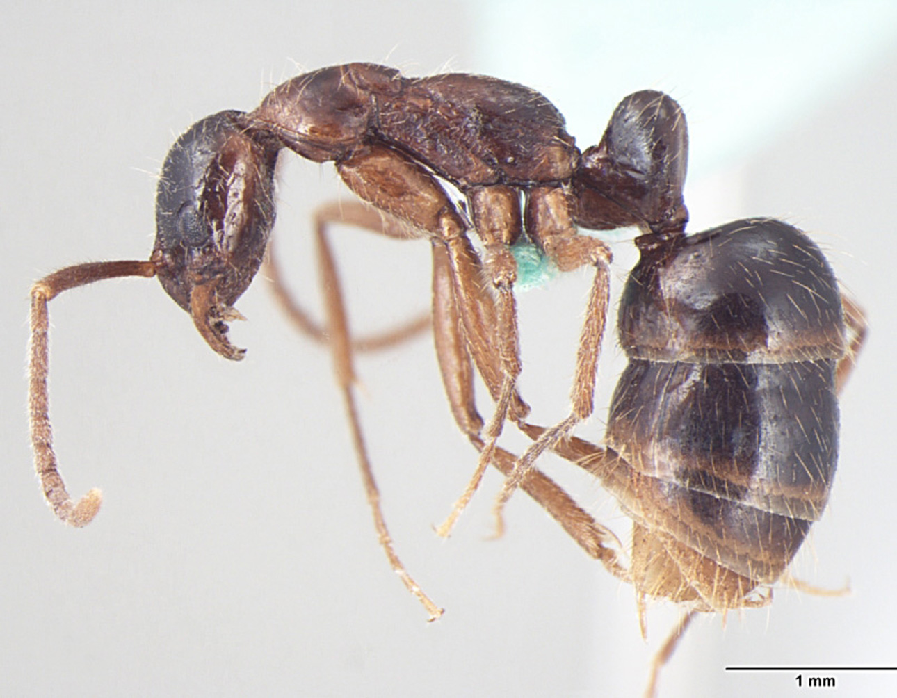 Leptogenys transitionis ergatogyne lateral