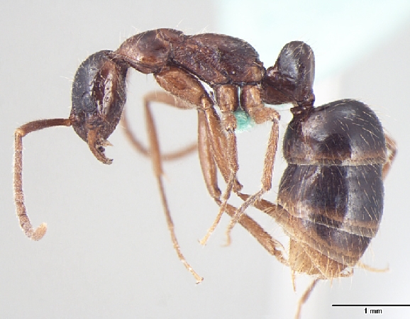 Leptogenys transitionis ergatogyne lateral