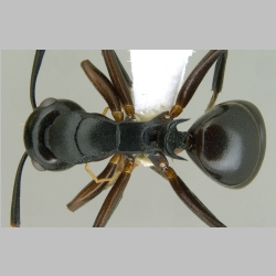 Polyrhachis hashimotoi Kohout, 2007 dorsal