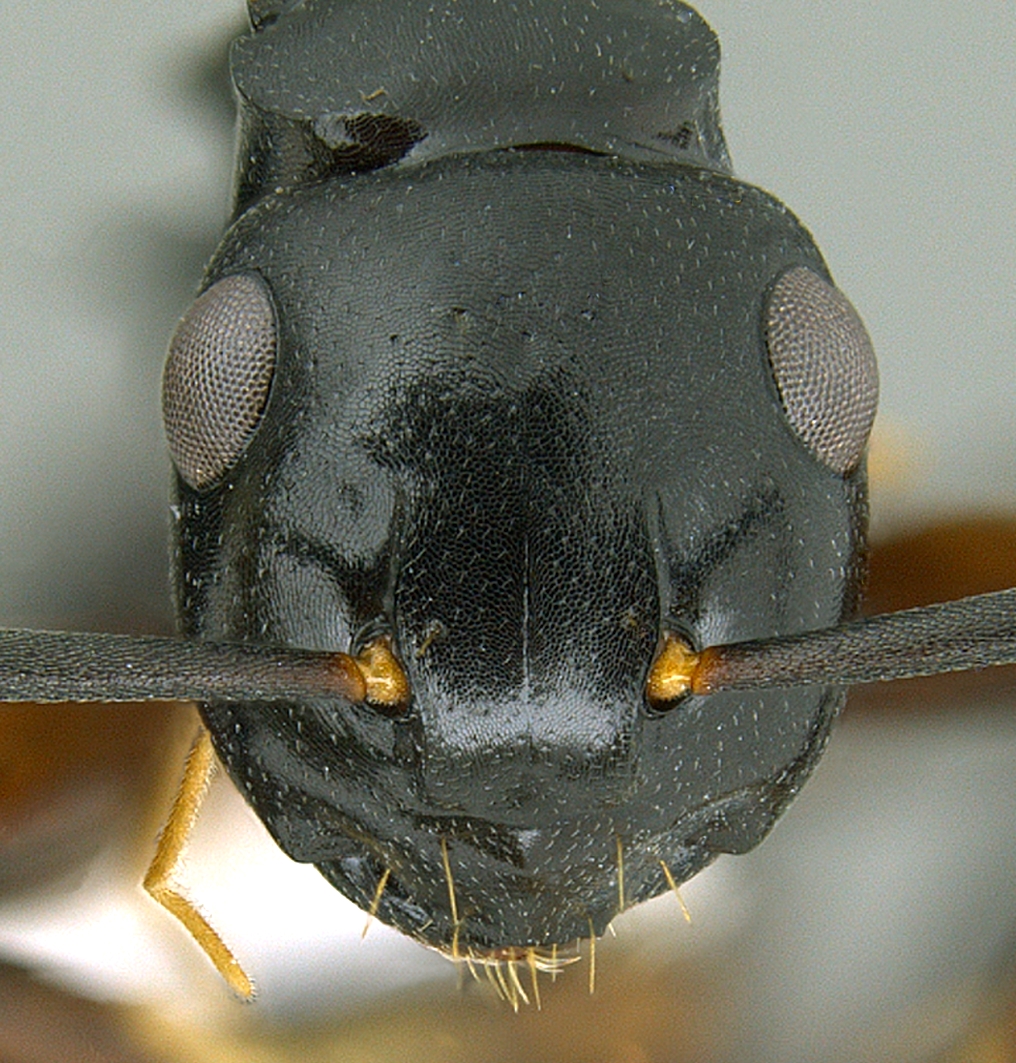 Polyrhachis hashimotoi frontal