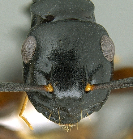 Polyrhachis hashimotoi frontal