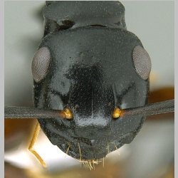 Polyrhachis hashimotoi Kohout, 2007 frontal