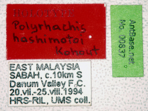 Polyrhachis hashimotoi label