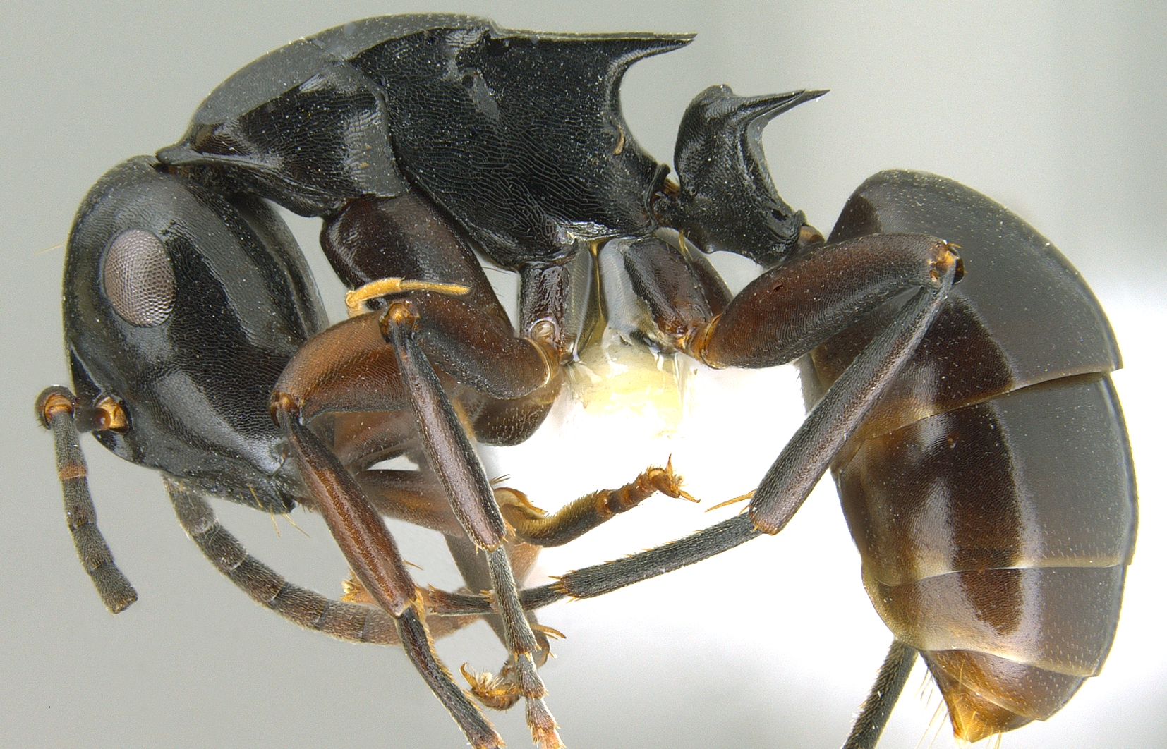 Polyrhachis hashimotoi lateral