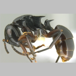 Polyrhachis hashimotoi Kohout, 2007 lateral