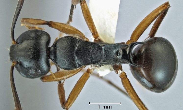 Polyrhachis shixingensis dorsal