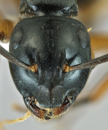 Polyrhachis shixingensis frontal