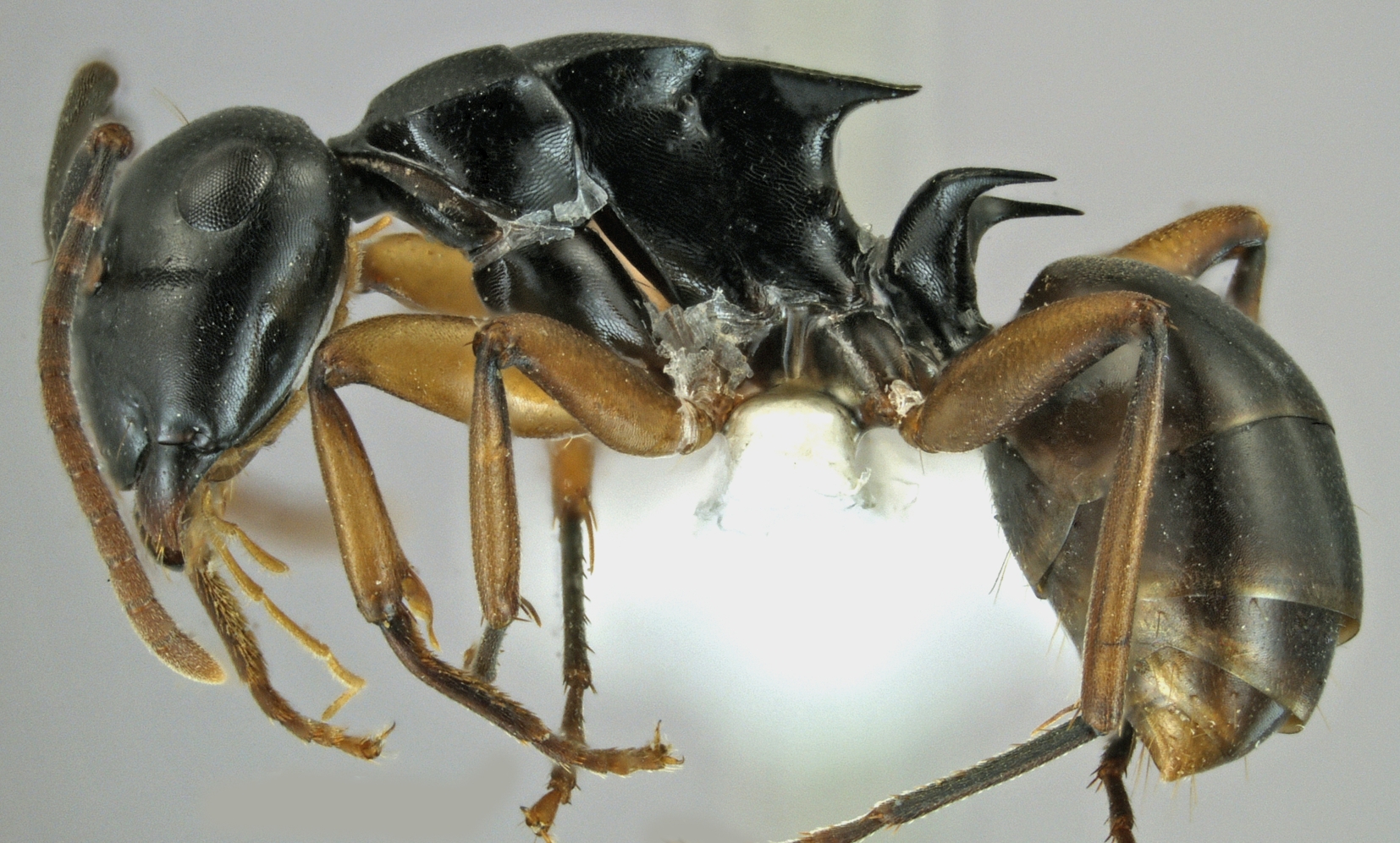 Polyrhachis shixingensis lateral