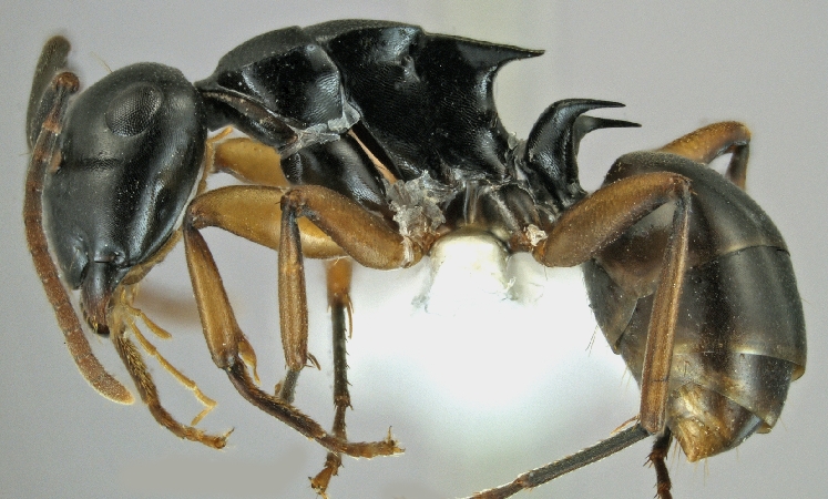 Polyrhachis shixingensis lateral