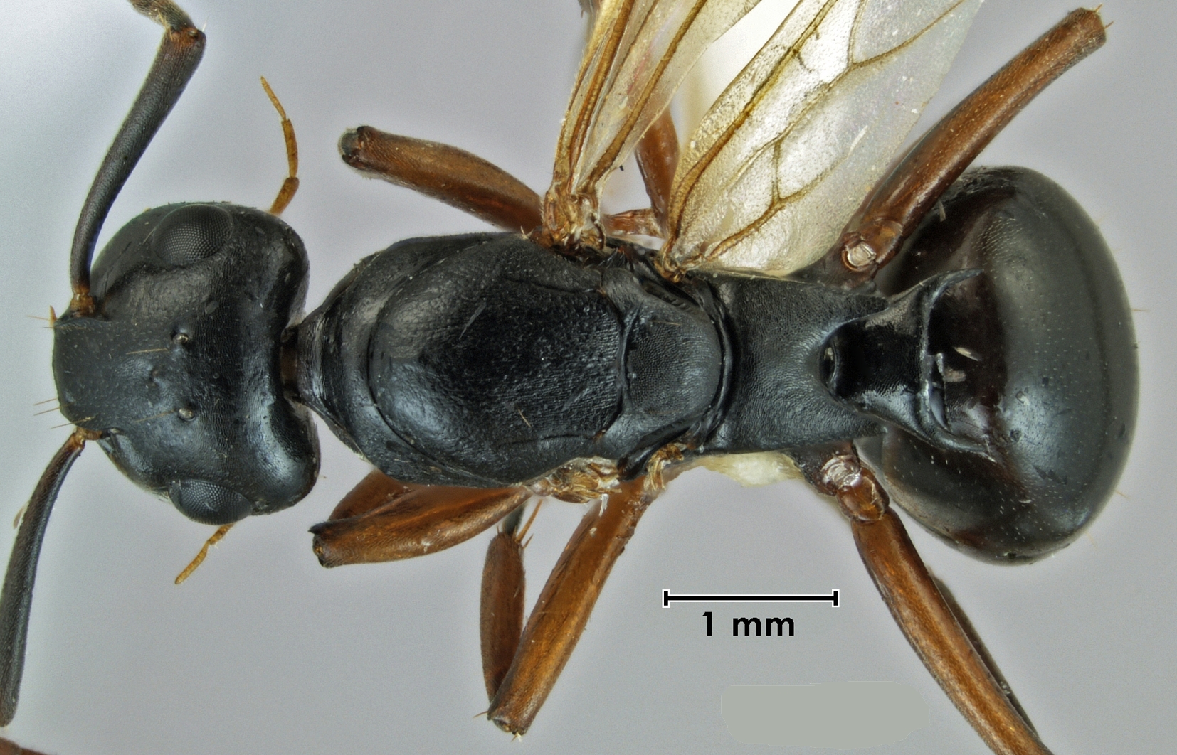 Polyrhachis shixingensis queen dorsal