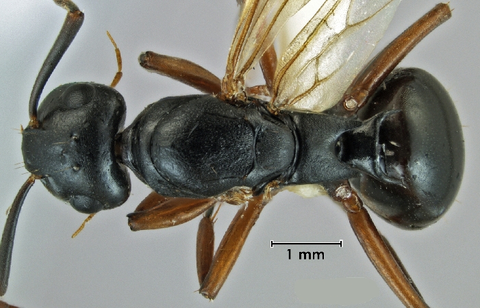 Polyrhachis shixingensis queen dorsal