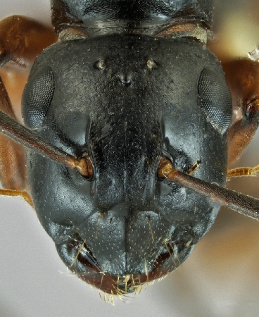 Polyrhachis shixingensis queen frontal