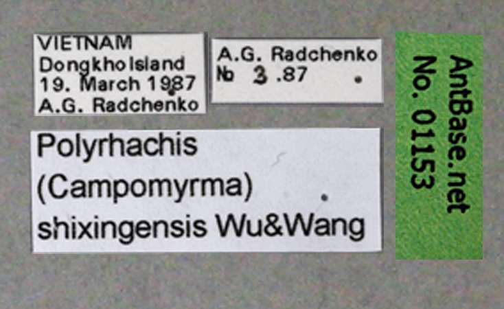 Polyrhachis shixingensis queen label