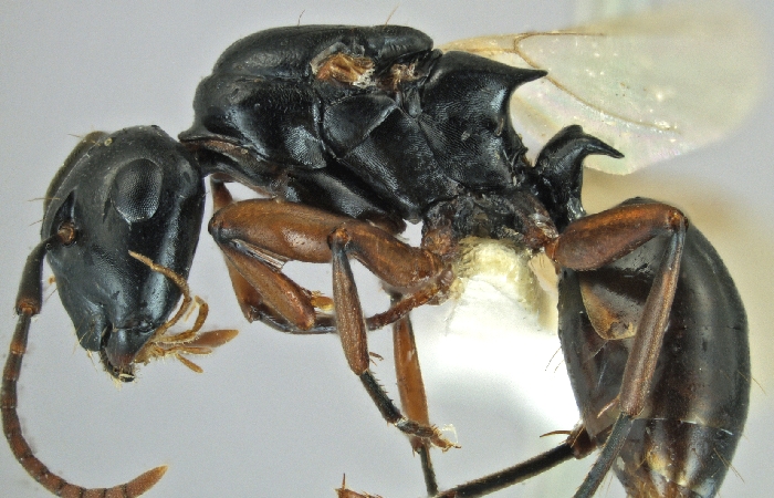 Polyrhachis shixingensis queen lateral