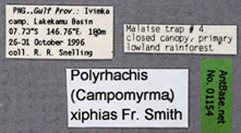 Polyrhachis xiphias label