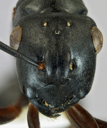 Polyrhachis xiphias queen frontal