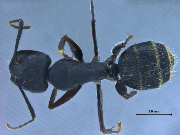 Camponotus sachalinensis dorsal