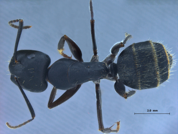 Camponotus sachalinensis dorsal