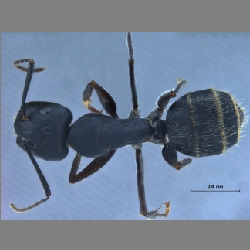 Camponotus sachalinensis  Forel, 1904 l
dorsal