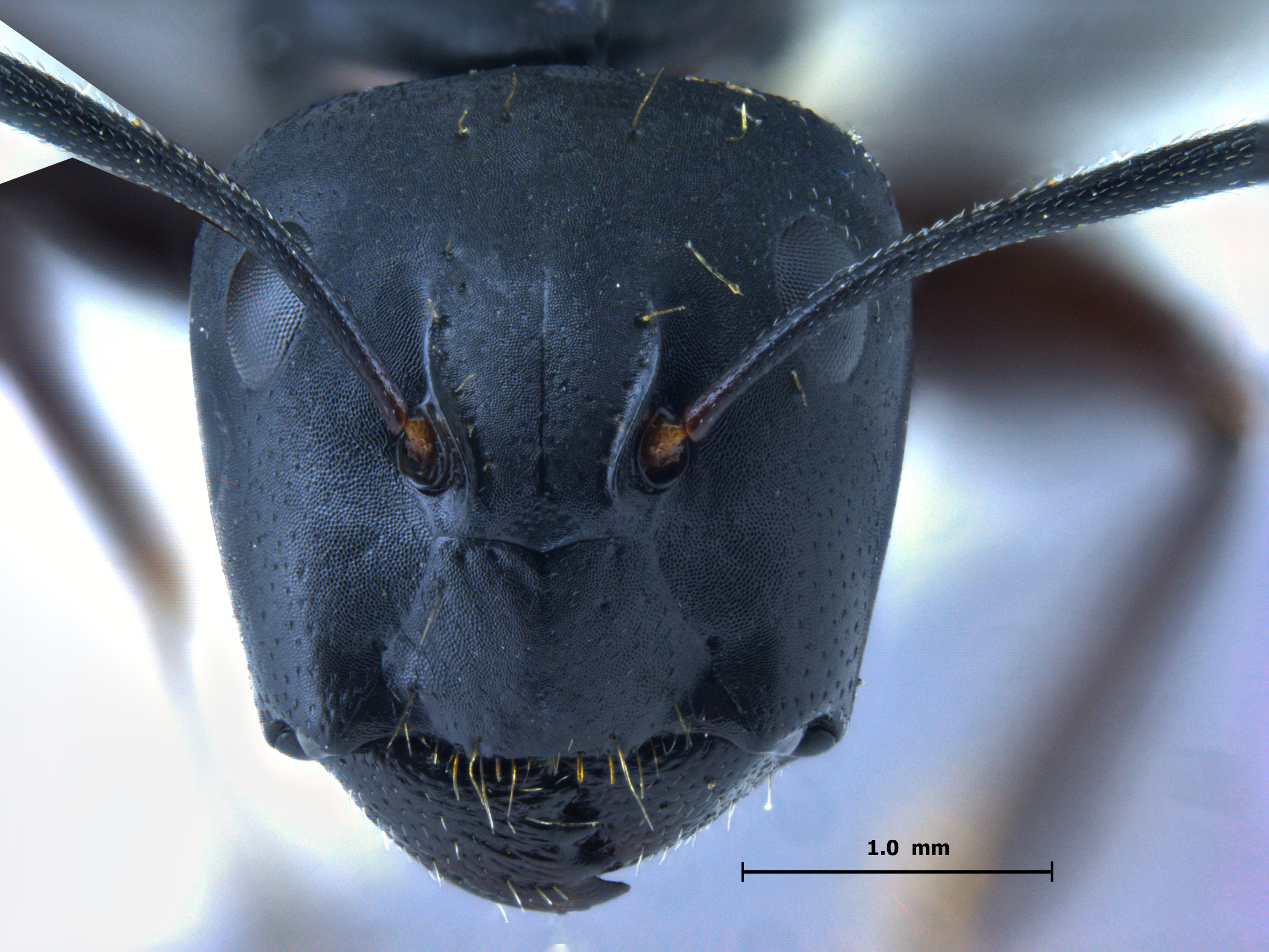 Camponotus sachalinensis frontal