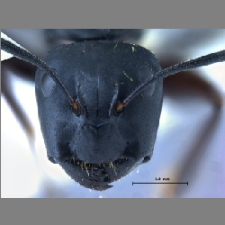 Camponotus sachalinensis  Forel, 1904 l
frontal