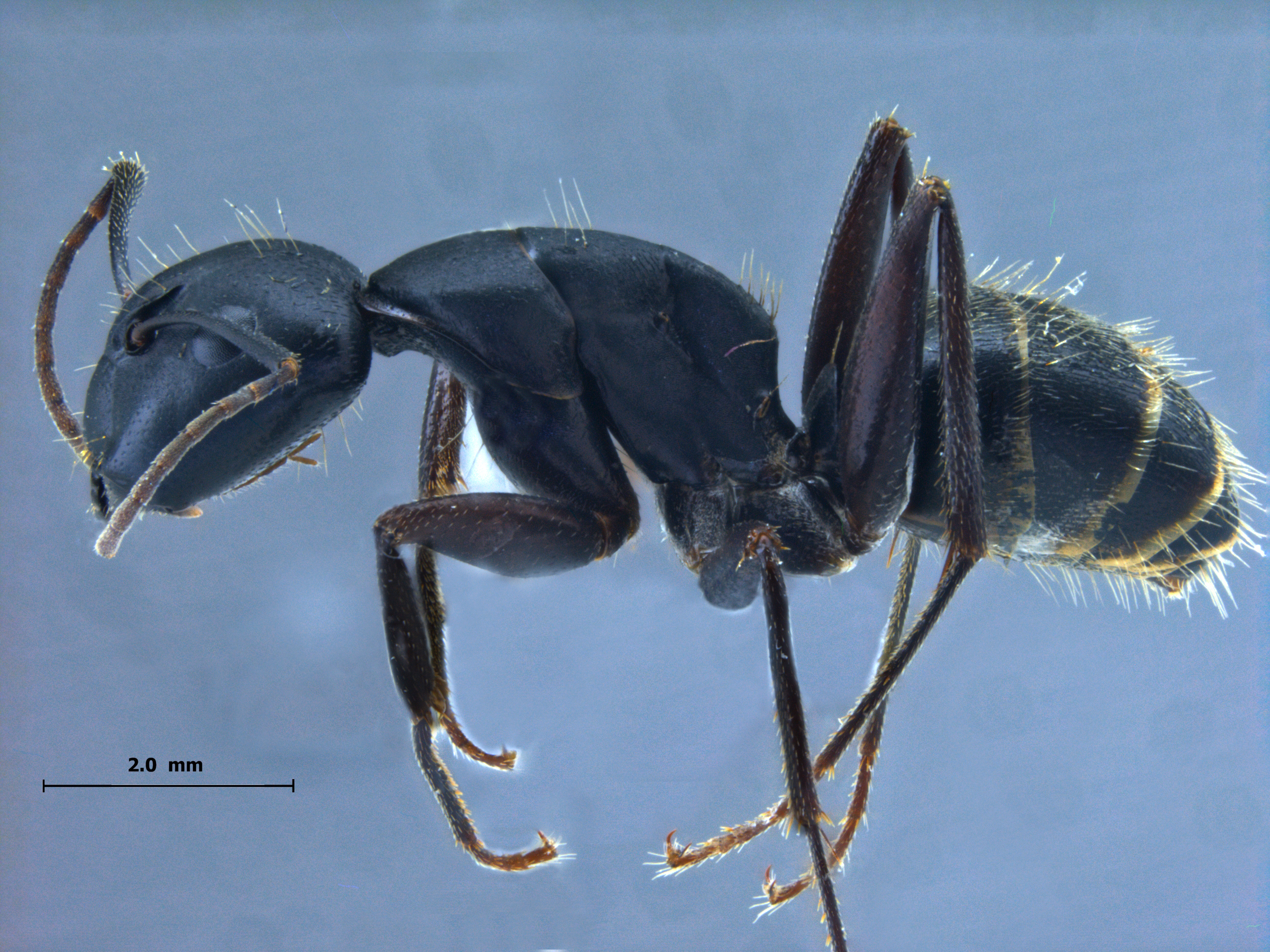 Camponotus sachalinensis lateral