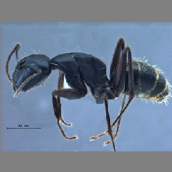 Camponotus sachalinensis  Forel, 1904 l
lateral