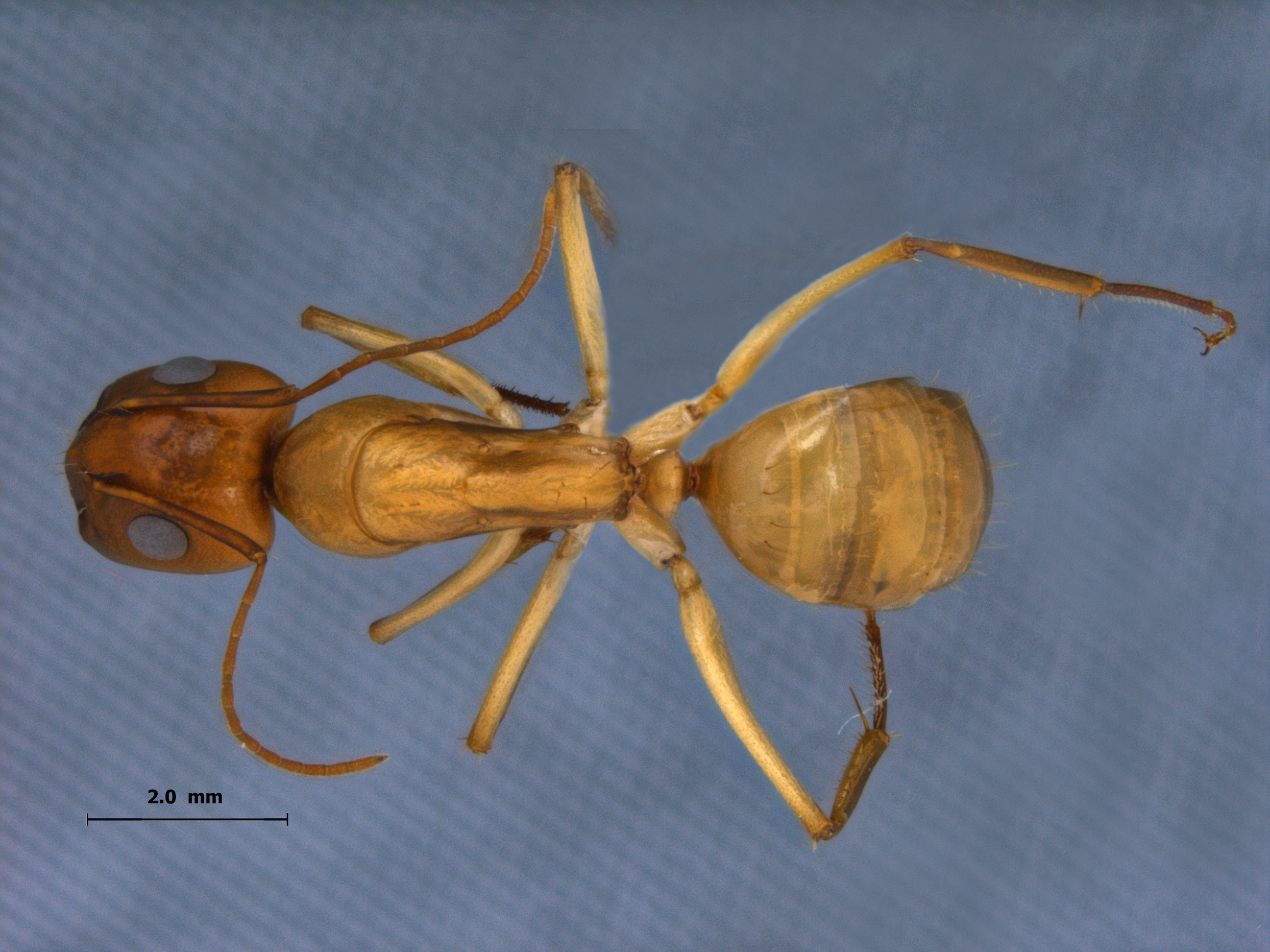 Camponotus turkestanus dorsal