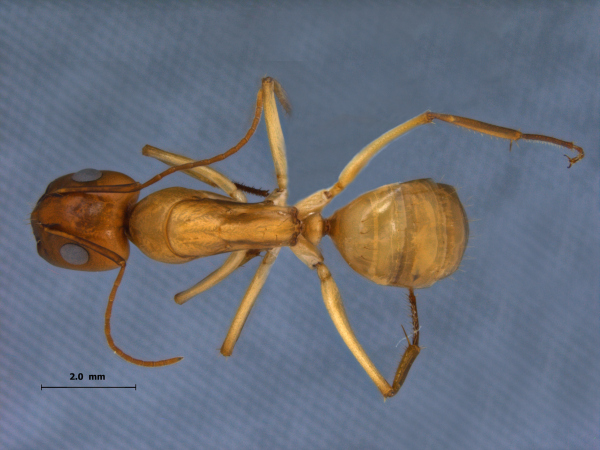 Camponotus turkestanus dorsal