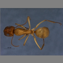 Camponotus turkestanus Author, Jahr dorsal